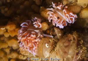 Coral Nudibranchs by Peet J Van Eeden 